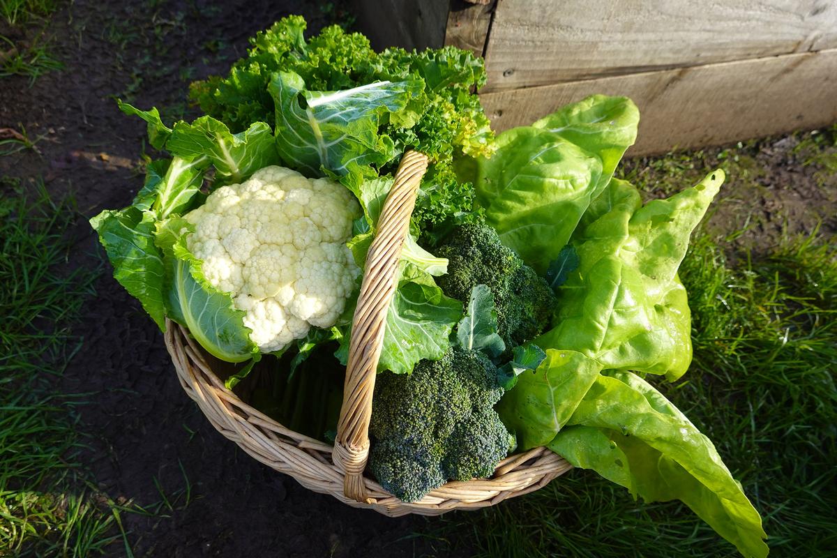 Picking vegetables at their peak ripeness helps preserve their flavor and nutritional quality for the table. (La Huertina De Toni/Shutterstock)