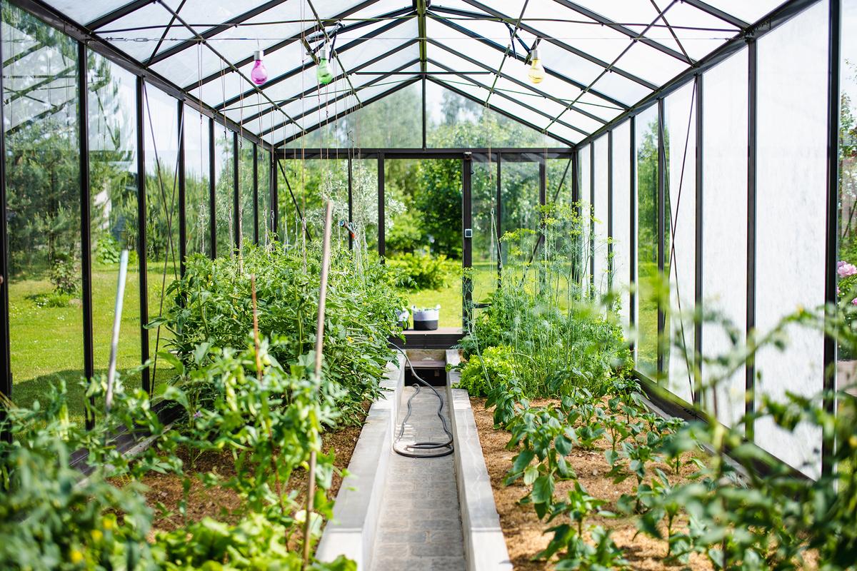 Careful succession planting allows gardeners to extend the harvest well beyond the peak of summer. (MNStudio/Shutterstock)