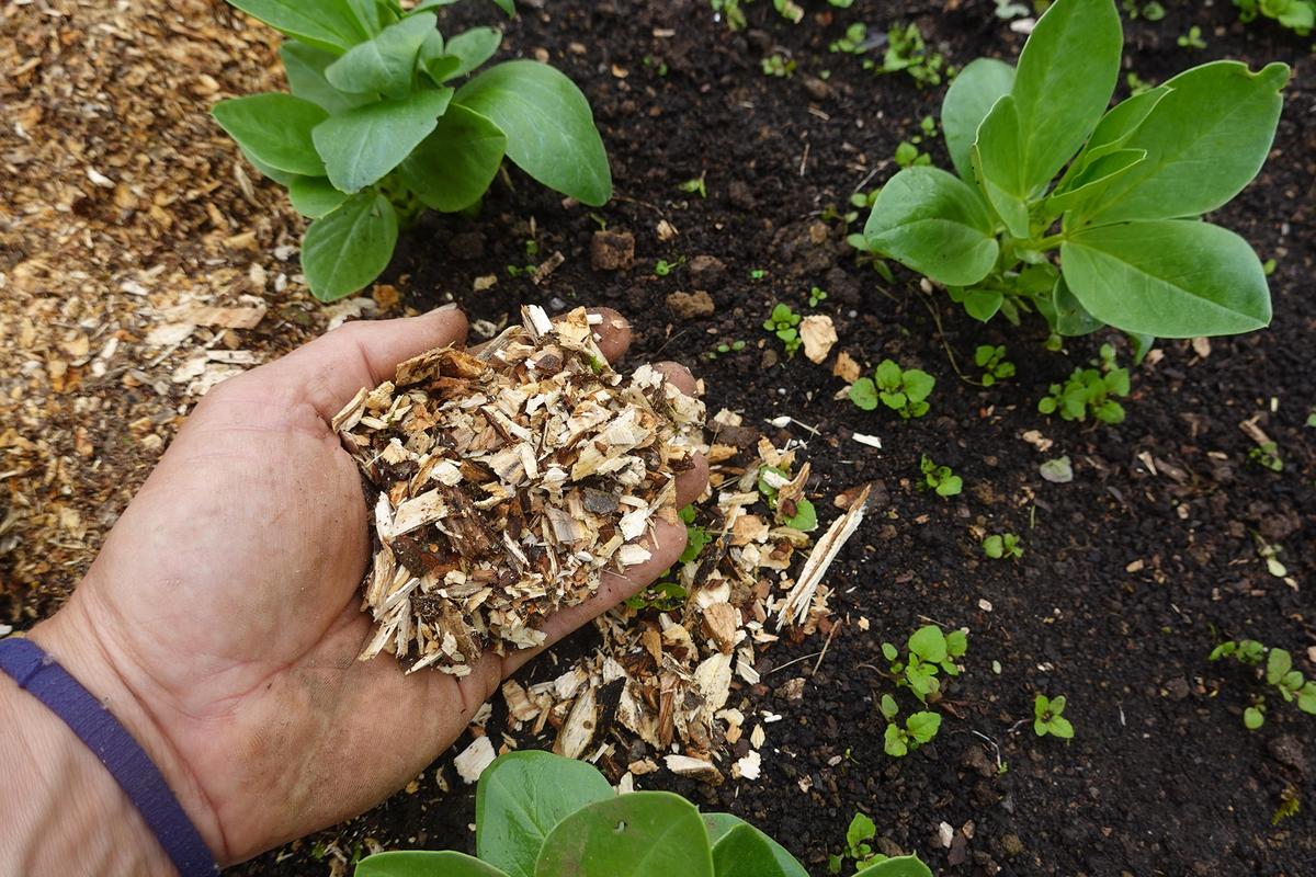 Organic mulch helps conserve soil moisture while suppressing weeds and moderating soil temperature. (La Huertina De Toni/Shutterstock)