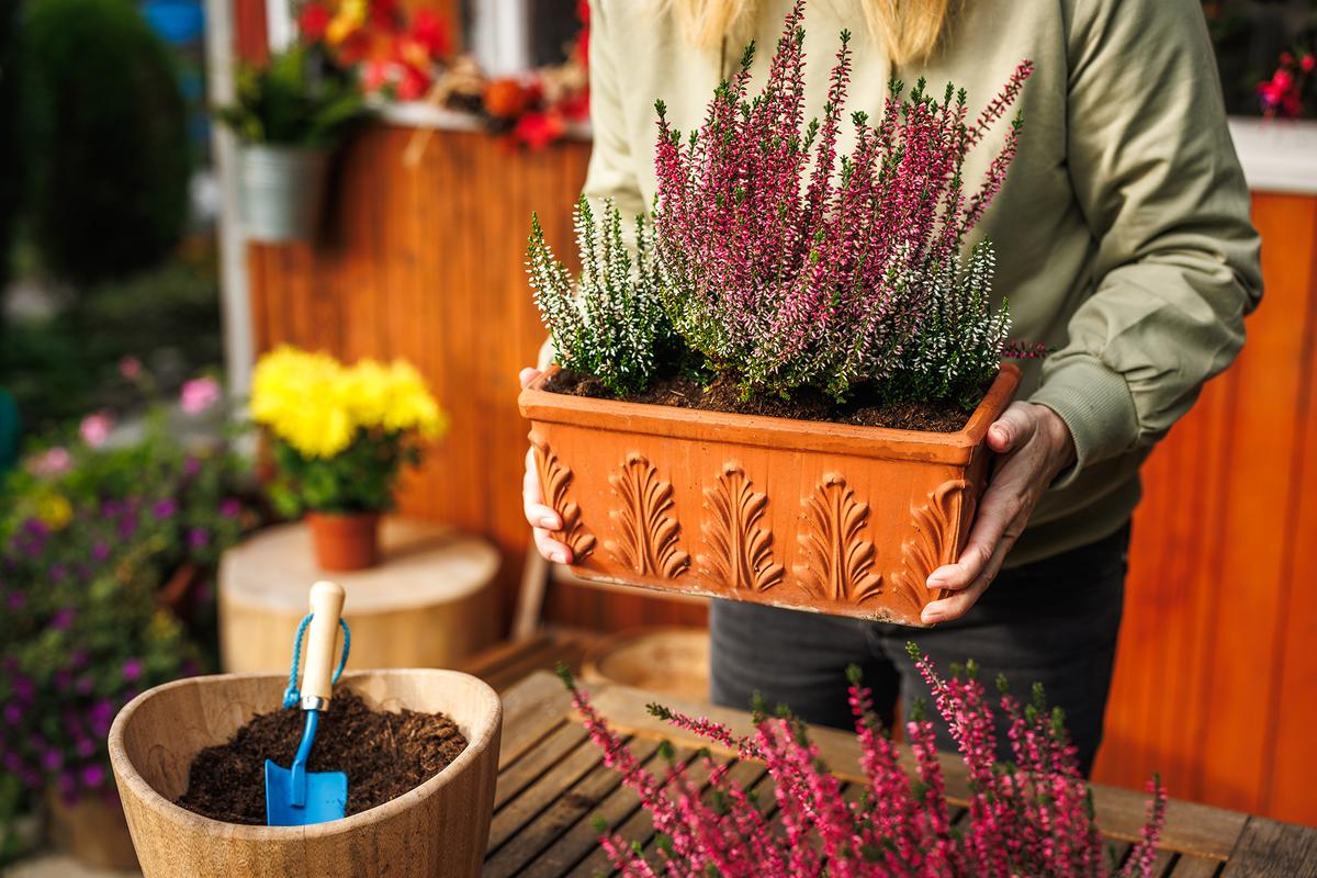 Late-season flowers add color as summer gives way to fall. (Zbynek Pospisil/Getty Images)