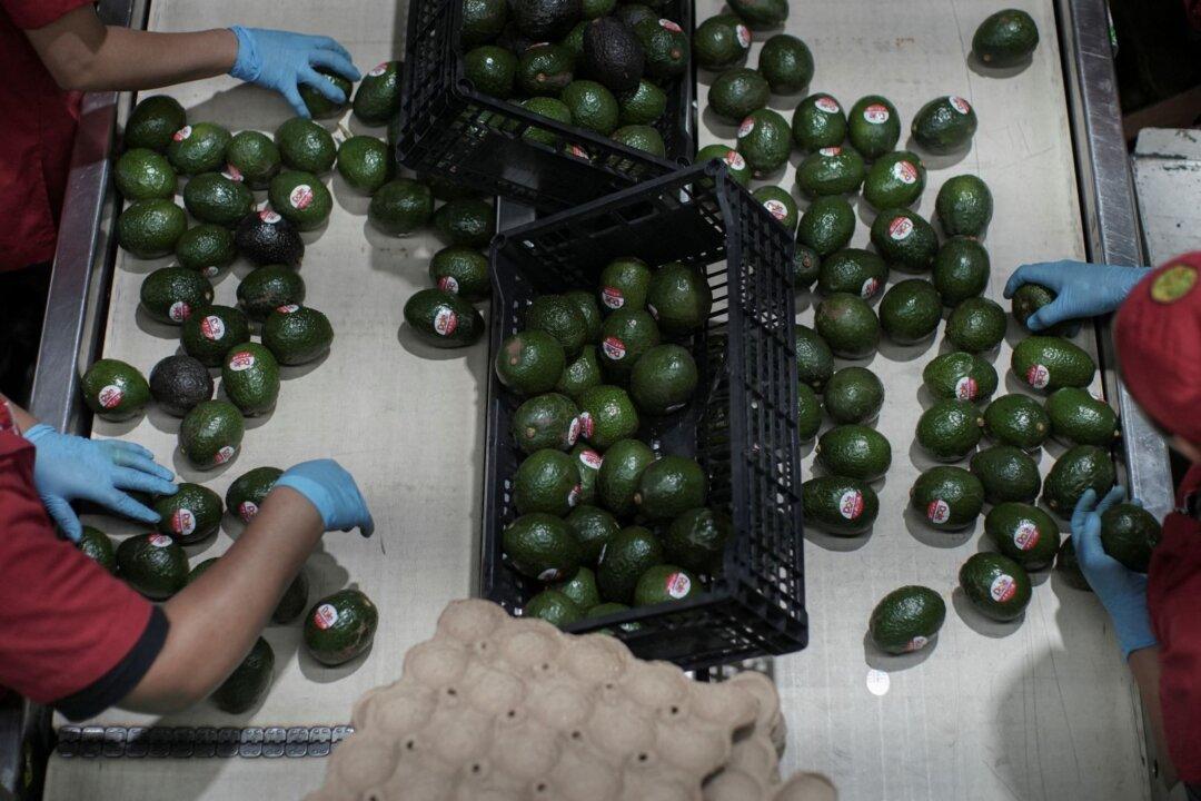 US Restarts Mexican Avocado Checks as Security Measures Increase