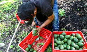 US Restarts Mexican Avocado Checks as Security Measures Increase