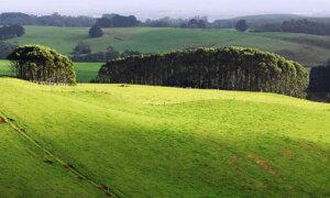 Senate Rejects Inquiry Into Sale of Tasmania’s Biggest Farm, 9,000 Hectares for Carbon Credit Use