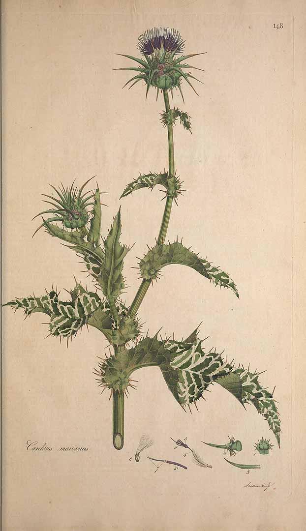 Milk thistle illustration by William Curtis, 1778-1781. (Public domain)