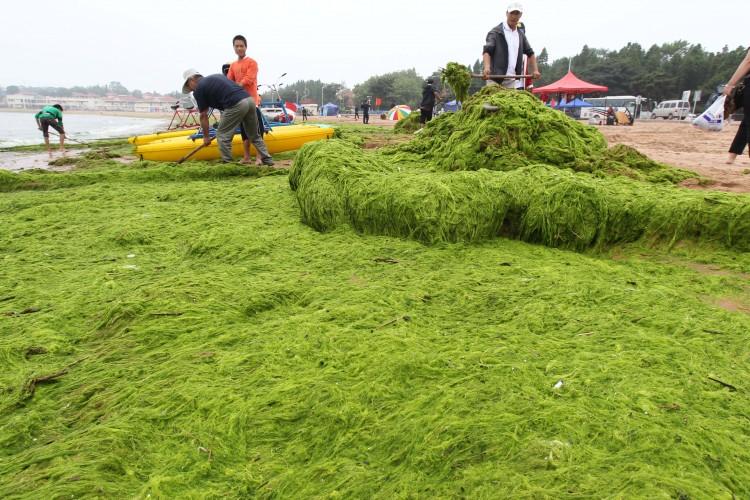 <a><img src="https://www.theepochtimes.com/assets/uploads/2015/09/118355114.jpg" alt="People clean up seaweed which has covered a beach on July 6, 2011 in Qingdao. (STR/AFP/Getty Images)" title="People clean up seaweed which has covered a beach on July 6, 2011 in Qingdao. (STR/AFP/Getty Images)" width="575" class="size-medium wp-image-1799873"/></a>