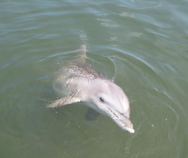 <a><img class="size-medium wp-image-1795565" title="Study finds that man-made underwater noise can affect marine mammals' ability to echolocate. (Stephanie Lam/The Epoch Times)" src="https://www.theepochtimes.com/assets/uploads/2015/09/DRC_(199)c.jpg" alt="Study finds that man-made underwater noise can affect marine mammals' ability to echolocate. (Stephanie Lam/The Epoch Times)" width="320"/></a>