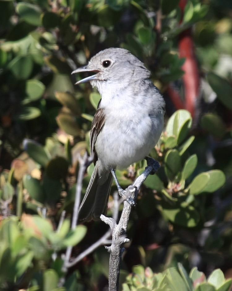 <a><img class="size-medium wp-image-1803513" title="The grey vireos, Vireo vicinior, raised the pitch of the highest part of their songs, and songs became longer at the noisy sites. (Seabamirum/Wikimedia)" src="https://www.theepochtimes.com/assets/uploads/2015/09/Vireo_vicinior.jpg" alt="The grey vireos, Vireo vicinior, raised the pitch of the highest part of their songs, and songs became longer at the noisy sites. (Seabamirum/Wikimedia)" width="350"/></a>