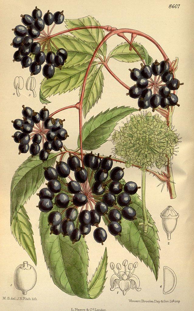 Eleutherococcus illustration from Curtis's Botanical Magazine (1915). The Chinese name for this root describes its berries and stems, but the bittersweet root is the medicinal part. (Public Domain)