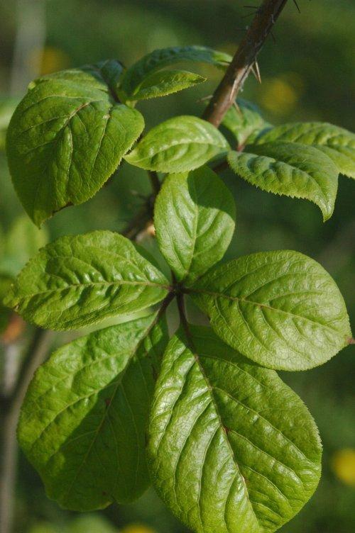 Eleutherococcus senticosus, leaves. ((Stanislav Doronenko/Wikimedia Commons)