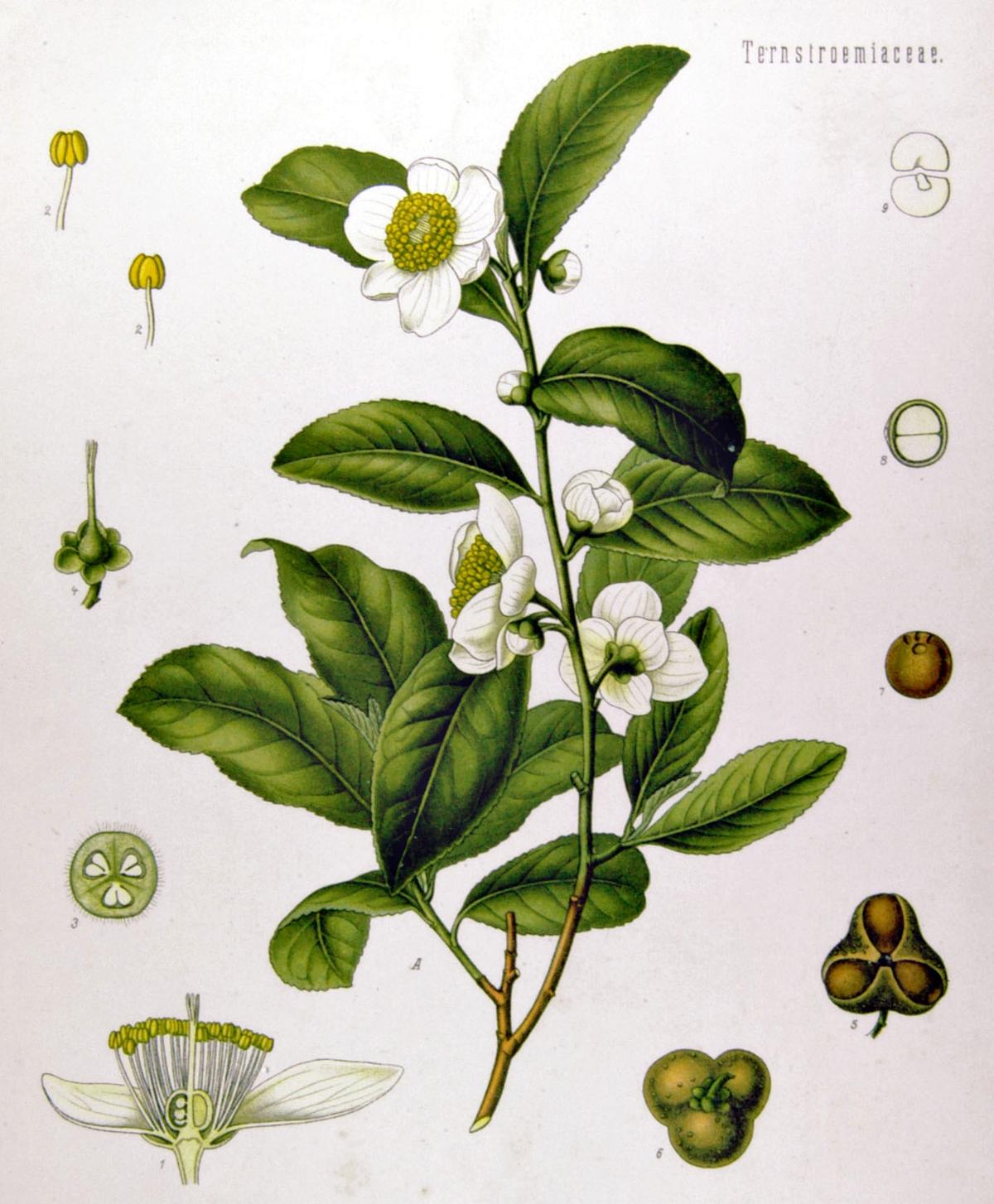 Camellia sinensis illustration by Franz Eugen Köhler, 1887. (Public Domain)