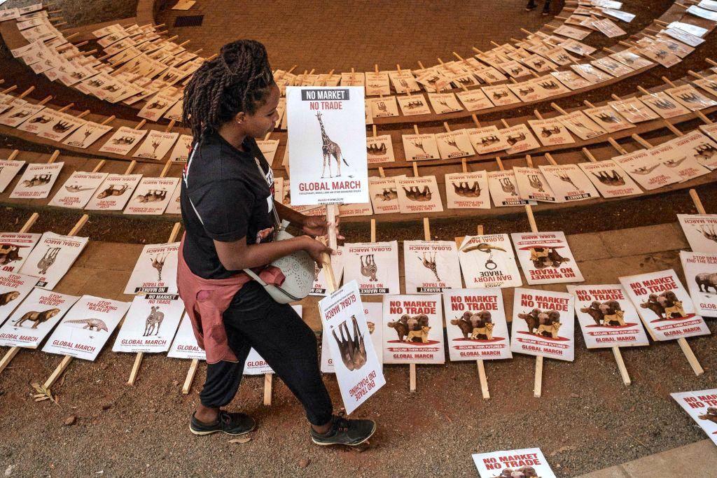 A participant chooses placards during the Global March for Elephants, Rhinos, Lions and other endangered species (GMFER) in Nairobi, Kenya, on April 13, 2019. (YASUYOSHI CHIBA/AFP via Getty Images)
