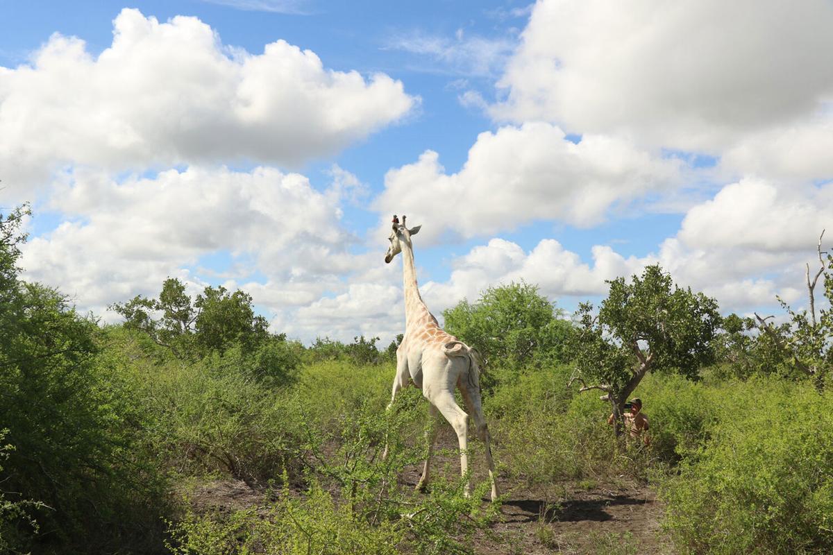 The world's only known white giraffe lives in the Ishaqbini Community Conservancy, Garissa County. (Courtesy of Northern Rangelands Trust)