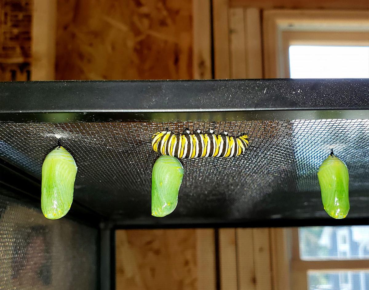 A butterfly larva and several cocoons in the enclosure Frank built. (Courtesy of <a href="https://www.facebook.com/frankocomedy">Frank O’Donnell</a>)