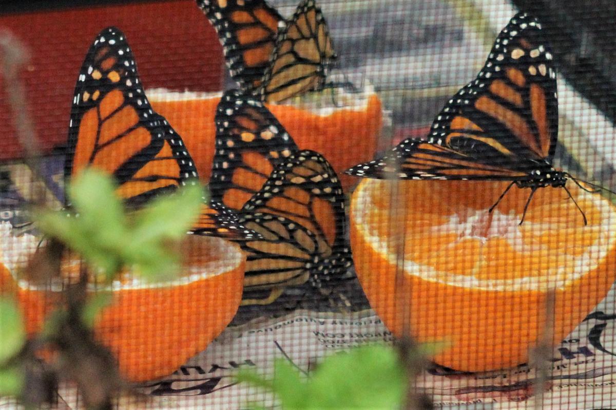 Several monarch butterflies after emerging from the larva state. (Courtesy of <a href="https://www.facebook.com/frankocomedy">Frank O’Donnell</a>)