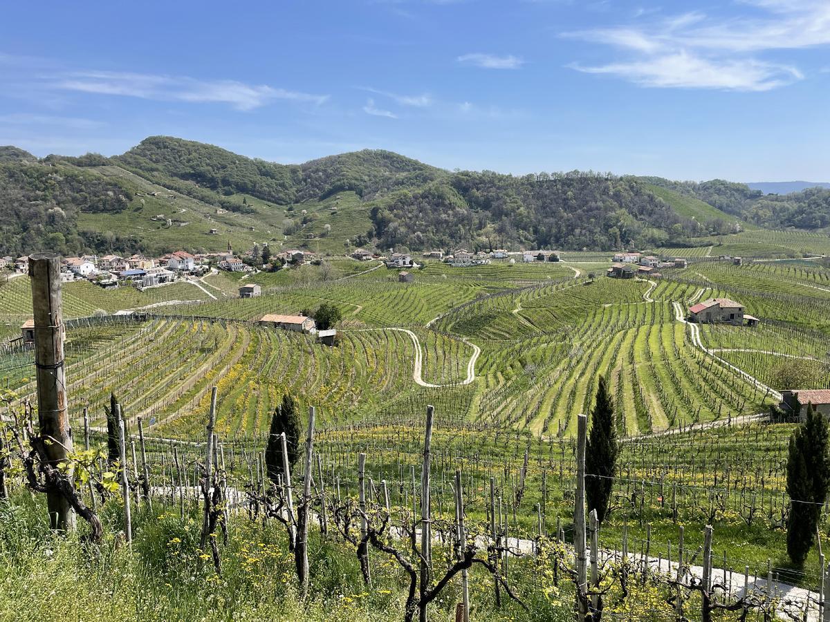 DOCG prosecco comes from the Glera grapes that grow in the foothills of the Dolomites, a UNESCO World Heritage area of Italy. (Photo courtesy of Lesley Sauls Frederikson)