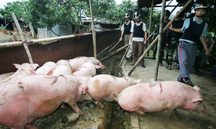 China To Educate Farmers on Pig-Borne Disease