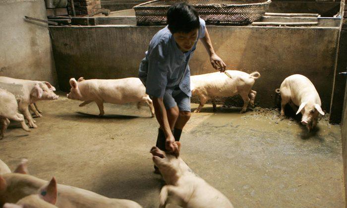 Study: Swine Coronavirus in China Could Jump to Humans