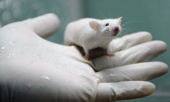 Mind Meld Rats: Researchers Link Rats’ Brains Together