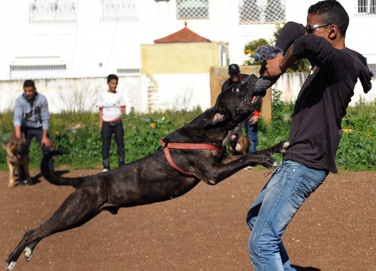 A Pit Bull terrier is seen being trained by his owners in the Moroccan city of Fez on Jan. 30, 2012. (Fadel Senna/AFP/Getty Images)
