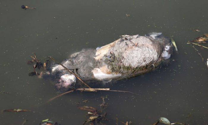 16,000 Pigs Floating Update: 1,000 Ducks Found in Another Chinese River