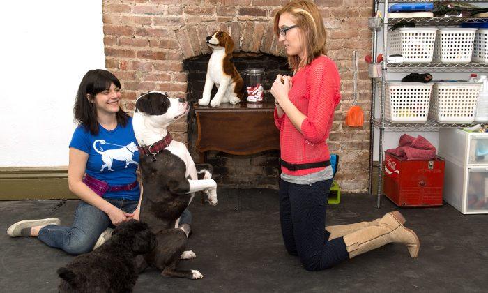 How to Train a Dog: Tips from NYC’s Top Dog Trainers, part 1/6