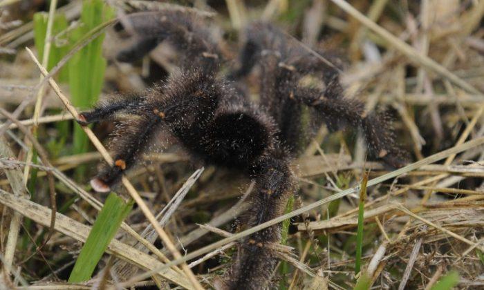 Bat-eating Spiders All Over the World, Except Antarctica