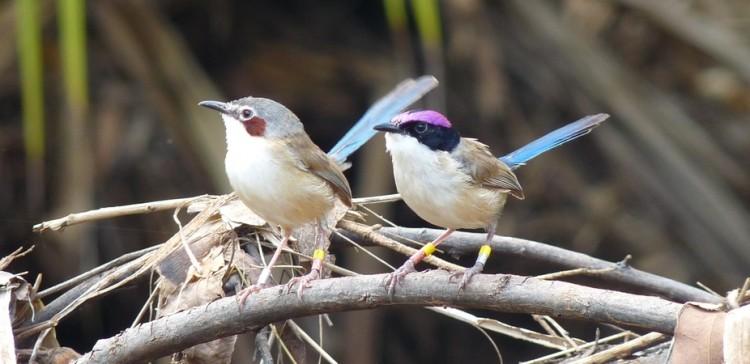 Purple-crowned fairywrens have been found to perform duets with their partners. (Michelle Hall)