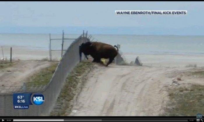 Bison Attack: Man Survives Encounter with 1,500-Pound Beast