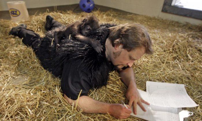 Gorilla Raised by Humans in Ohio (+Photos)