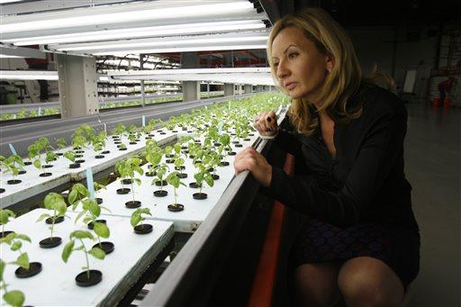 Jolanta Hardej, CEO of FarmedHere LLC, examines a young basil crop at the indoor vertical farm in Bedford Park, Ill., on March 13, 2013. The farm, in an old warehouse, has crops that include basil, arugula and microgreens, sold at grocery stores in Chicago and its suburbs. Hardej says FarmedHere will expand growing space to a massive 150,000 square feet by the end of next year. It is currently has about 20 percent of that growing space now. (AP Photo/Martha Irvine)