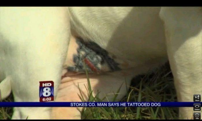 Man Tattoos Pit Bull In N. Carolina (+Photo)