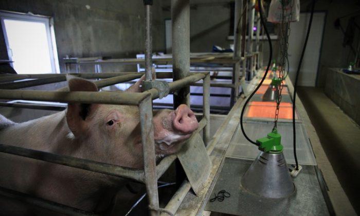 Major Pork Producer Phasing Out Pig Gestation Crates