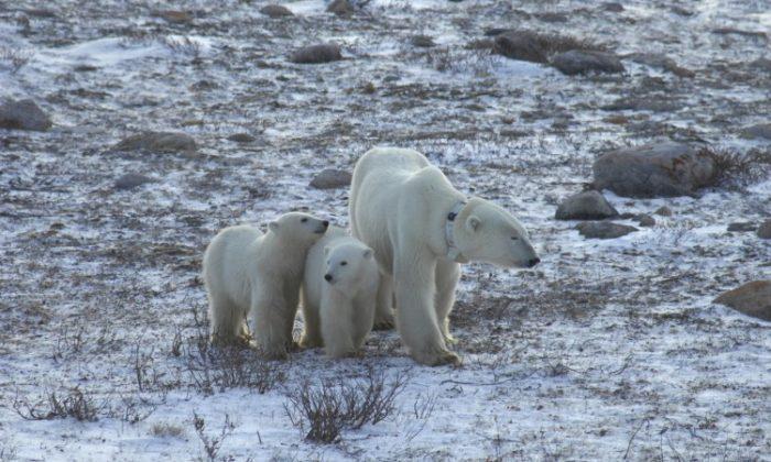 Polar Bears Waiting Longer for Winter Ice