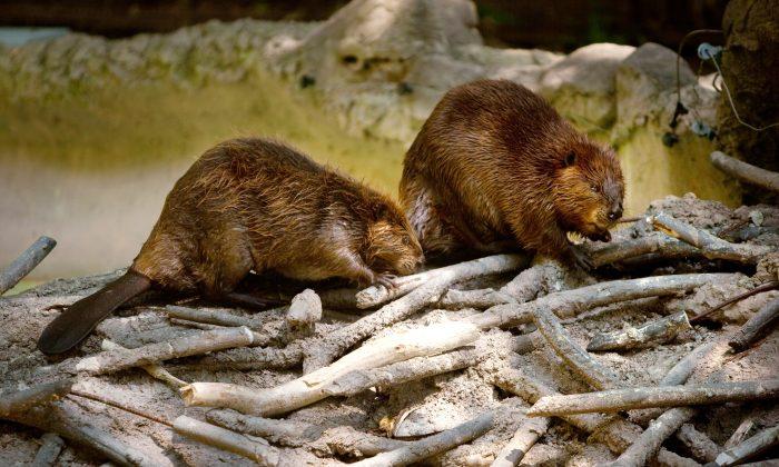 Beaver Kills Man in Belarus After Biting Leg Artery    