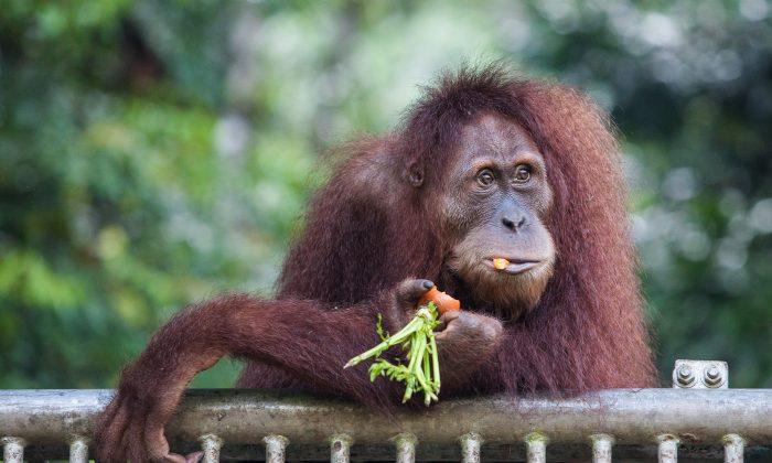 World Orangutan Day Seeks to Bolster Awareness of Endangered Species