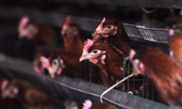 Fifth Person Dies From Bird Flu in China