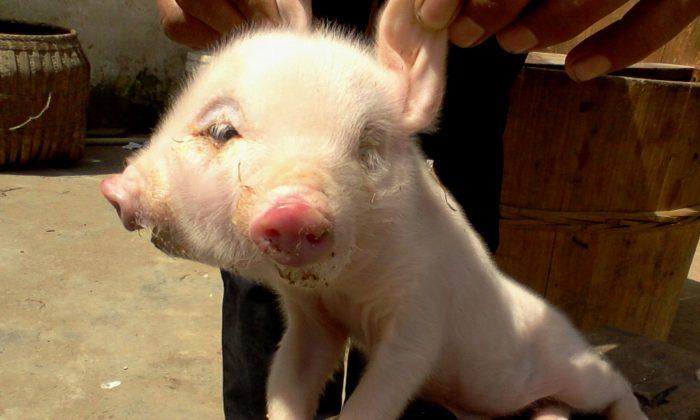 Two-Headed Pig Born in Chinese Village (+Photo)