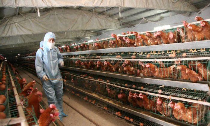 Chinese Vet Says Authorities Concealed H7N9 Poultry Epidemic