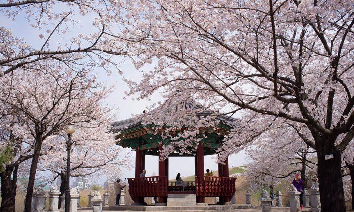 City in Focus: Cherry Blossoms in Seoul (Photos)