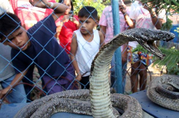 53 King Cobras in Car Discovered in Vietnam