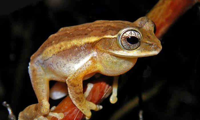  Two New Frog Genera Discovered in India 