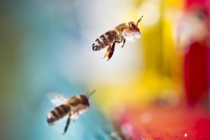 Prominent Beekeepers Blame Pesticides for Bee Decline 