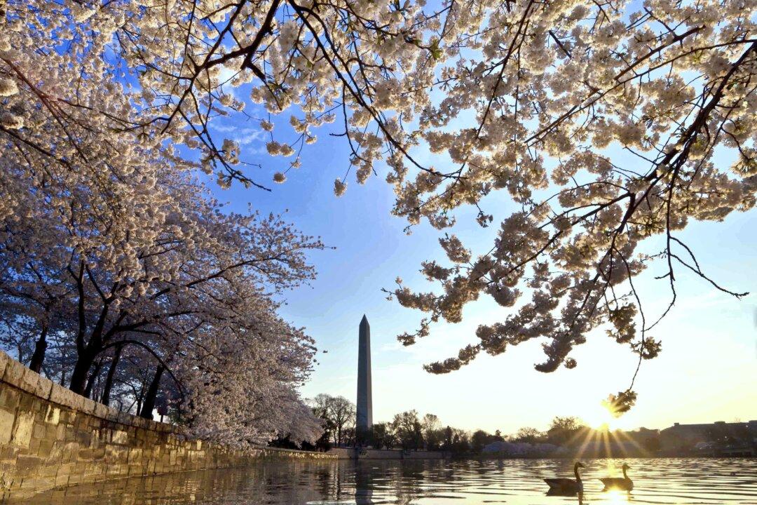 Cherry Blossoms Will Not Be Rushed