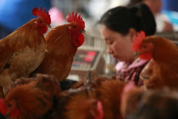 Deadly New Bird Flu Virus in China Possibly Linked to Dead Pigs