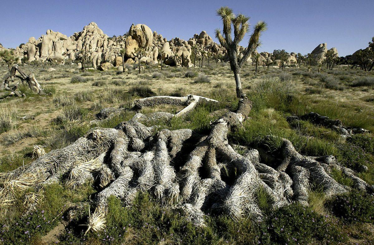 A file photo of Joshua Tree National Park in California taken March 2004.  (David McNew/Getty Images)