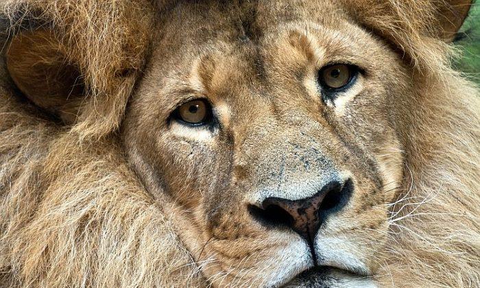 Illinois Bill Aims to Outlaw Lion Meat 