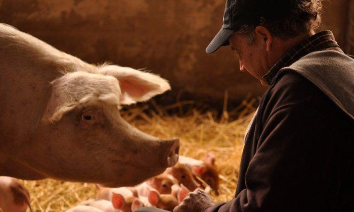 Pig Farmer’s Success Challenges Conventional Wisdom 