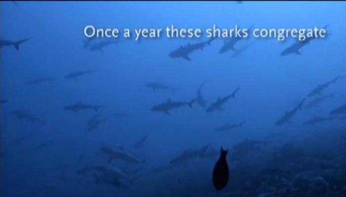 Sharks Dive Deeper During Full Moons: New Study (+Video)