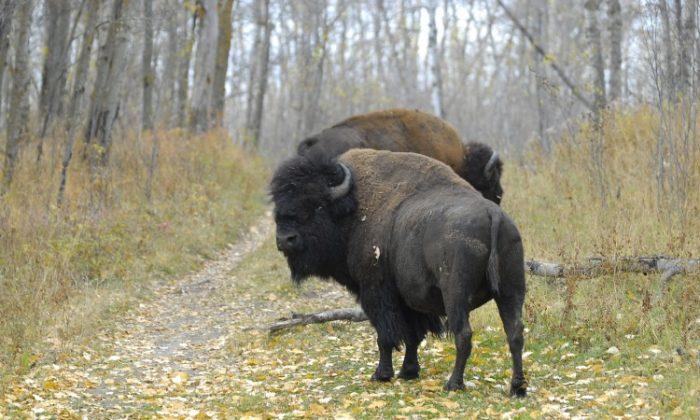 Canadian Bison Aid Russian Conservation Project