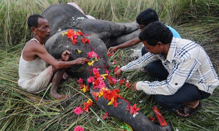 Elephants Being Killed on Indian Railway Tracks